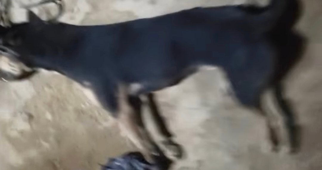 কালাইনে পাগলা কুকুরের তাণ্ডব, আহত ২০ জনেরও বেশি! যুবকদের তৎপরতায় অবশেষে মৃত্যু কুকুরটির